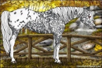 Horse Color:White Spotted Silver Black Chinchilla Appaloosa Rabicano