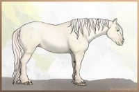 Horse Color:Gold Cream Champagne Pearl Dun 