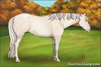 Horse Color:Gold Cream Champagne Pearl 