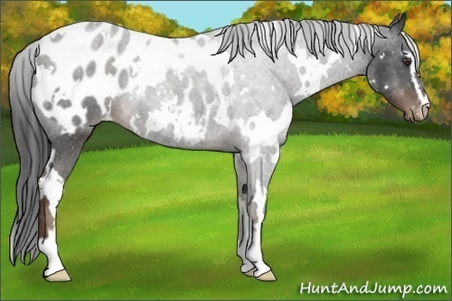 Horse Color:White Spotted Liver Chestnut Sabino Appaloosa 