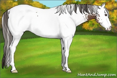 Horse Color:White Spotted Liver Chestnut 