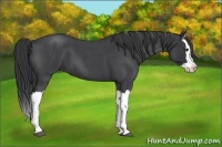 Horse Color:Blue Roan Splash 