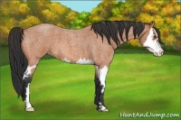 Horse Color:Bay Roan Splash Frame