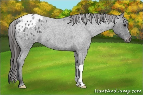 Horse Color:Blue Roan Appaloosa