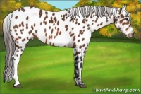 Horse Color:Bay Appaloosa 