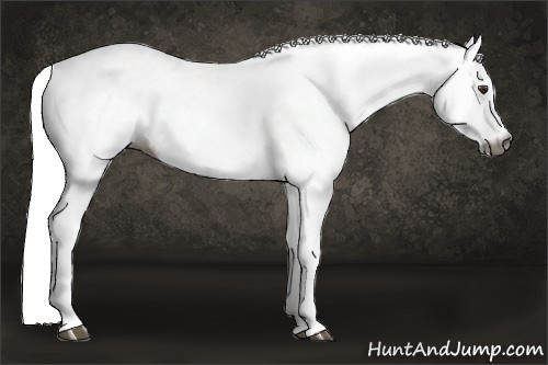 Horse Color:Gray Chestnut Near Leopard 