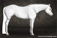 Horse Color:Gray Chestnut Near Leopard 