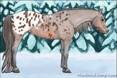 Horse Color:Bay Appaloosa 