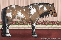 Horse Color:White Spotted Bay Dun 