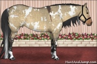 Horse Color:White Spotted Buckskin Dun