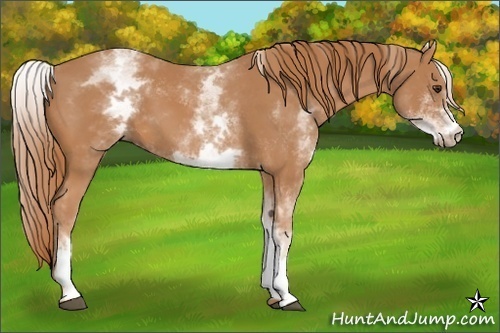 Horse Color:White Spotted Chestnut 