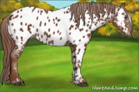 Horse Color:White Spotted Chestnut Appaloosa 