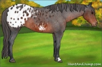 Horse Color:Brown Appaloosa 