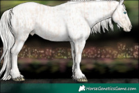 Horse Color:Gold Cream Champagne Pearl  and Silver Amber Cream Champagne Chinchilla Pearl Dun 