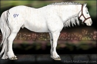 Horse Color:Gold Cream Champagne Pearl  and Silver Amber Cream Champagne Chinchilla Pearl Dun 