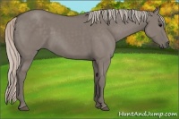 Horse Color:Silver Grullo