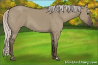 Horse Color:Silver Grullo 