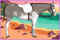 Horse Color:White Spotted Grullo