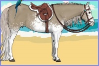 Horse Color:White Spotted Silver Grullo