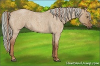 Horse Color:Painted Red Dun Roan Rabicano 