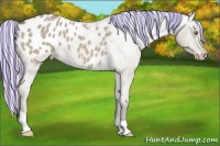 Horse Color:Painted Silver Grullo Roan Appaloosa 
