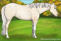 Horse Color:Silver Amber Cream Champagne Pearl 