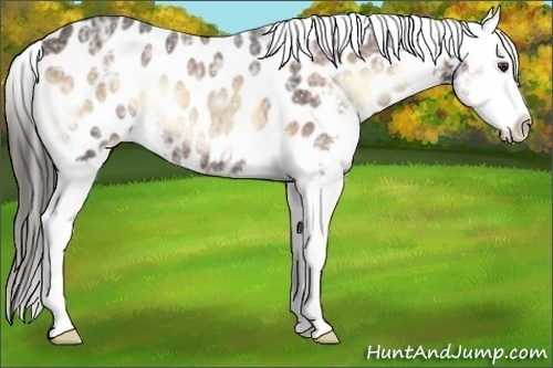 Horse Color:Liver Red Onyx Ice Appaloosa