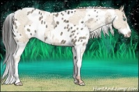 Horse Color:Silver Amber Cream Champagne Ice Pearl  and Liver Red Dun Ice Appaloosa 