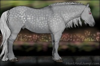 Horse Color:Silver Grullo Chinchilla 
