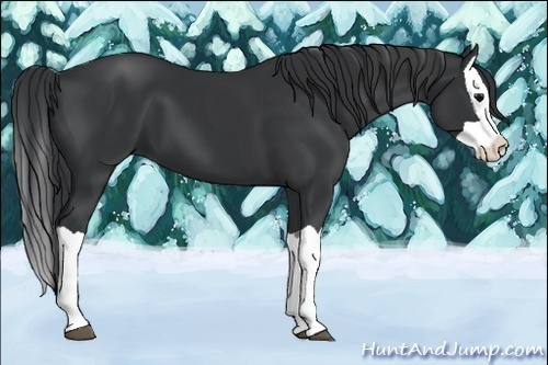 Horse Color:Black  and Black Splash 