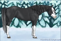 Horse Color:Black and Black Splash