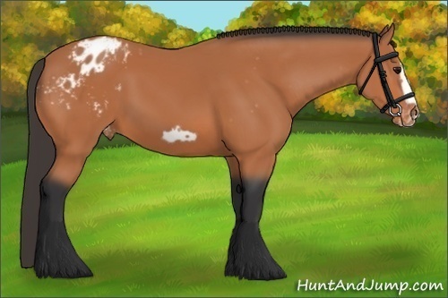 Horse Color:Unknown 