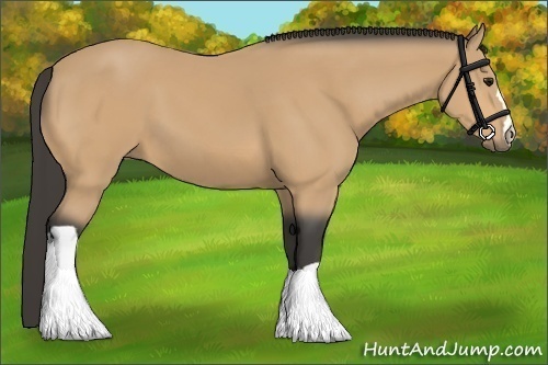 Horse Color:Unknown 