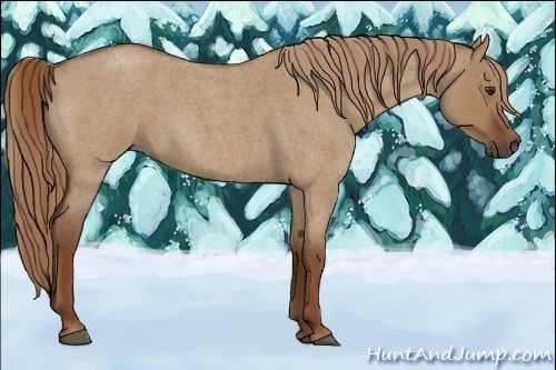 Horse Color:Red Dun Roan