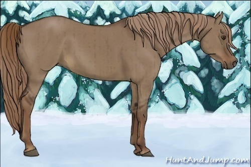Horse Color:Liver Red Dun Brindle 