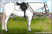 Horse Color:Chestnut Appaloosa 