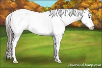 Horse Color:Smoky Blue Roan Snowcap
