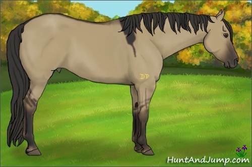 Horse Color:Liver Red Dun Sabino 