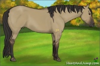 Horse Color:Liver Red Dun Sabino