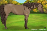Horse Color:Liver Red Dun 