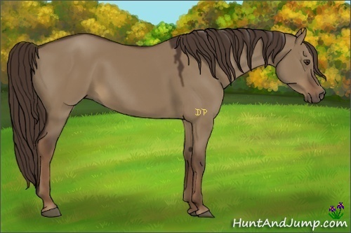 Horse Color:Liver Red Dun 