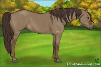 Horse Color:Liver Red Dun