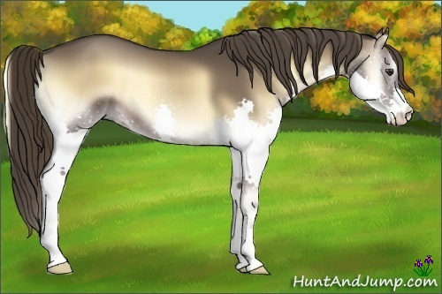 Horse Color:Liver Red Onyx Splash