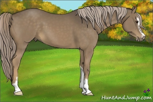 Horse Color:Chocolate Palomino Sabino 