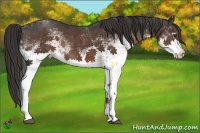 Horse Color:White Spotted Liver Chestnut Rabicano 