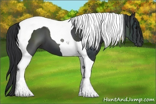 Horse Color:Black Tobiano 