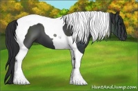 Horse Color:Black Tobiano 