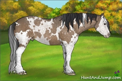 Horse Color:White Spotted Bay Dun Sabino Splash 