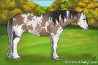 Horse Color:White Spotted Bay Dun Sabino Splash
