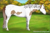 Horse Color:Red Dun Splash Tobiano 